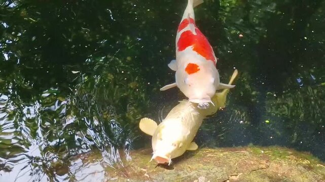 Macro shot of big red and white koi fish gaping mouth open at pond water surface. Ornamental fish feeding instinct and aquaculture close up.