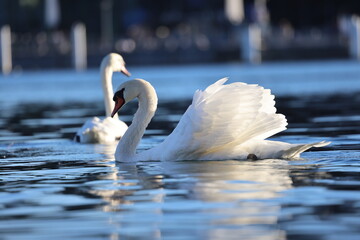 Two elegant white swans gliding across shimmering blue water in warm sunlight. © Norman