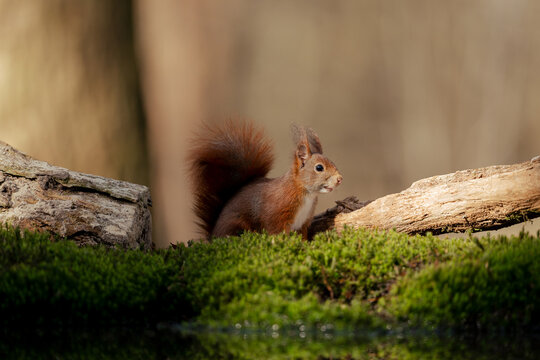 View of a red squirrel with a bushy tail sitting on a mossy log in a forest in Clinge, Zeeland, Netherlands.