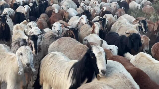 Large Herd of Sheep and Goats Walking on a Mountain Road in Northern Pakistan, Ideal for rural, nature, agriculture, and wildlife themes.	