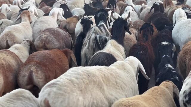 Large Herd of Sheep and Goats Walking Together on a Rural Road,  showcasing traditional animal herding, livestock farming, and rural life in South Asia. Suitable for agriculture, pastoral lifestyle