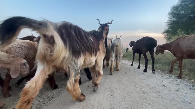 Large herd of goats and sheep walking on a rural dirt road, low angle view, Flock of farm animals herding along a dusty country road during golden hour