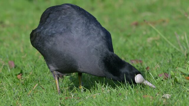 Coot (Fulica atra) eating grass in closeup. October, Kent, UK [Half speed]