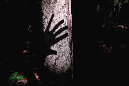 Human hand shadow reaching for a tree trunk