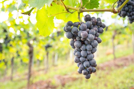 Harvesting blue grapes, Pinot Noir wine growing on vine, vineyard in Moselle Valley, Germany, landscape and agriculture at Mosel river