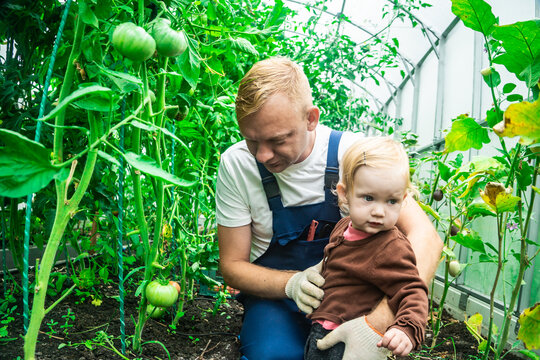 Father introducing daughter to greenhouse work. Child learning about plants and food from early age