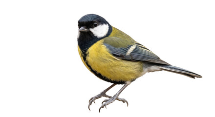 Great tit standing in profile with vivid yellow plumage and sharply defined feather detail © Ophelia