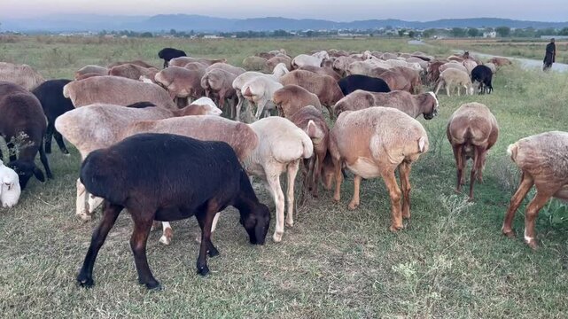 Wide panoramic view of a large herd of sheep and goats peacefully grazing on green grass in an open meadow during the golden hour sunset. Beautiful natural lighting and serene countryside landscape, p