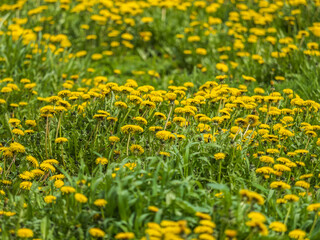 Field of yellow dandelions. Taraxacum officinale, the common dandelion © Dmitrii Potashkin