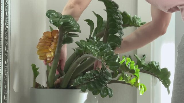 A woman holds a yellowing stalk while pruning a large ZZ houseplant in a pot beside a bright window at home.