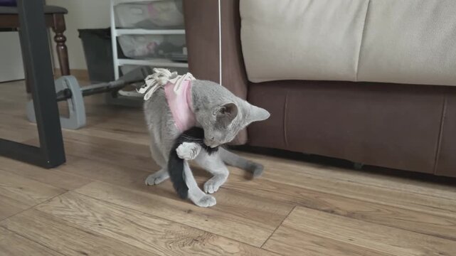 A Russian Blue kitten moves beside a sofa in a pink recovery suit while adapting to restricted movement after spaying. 