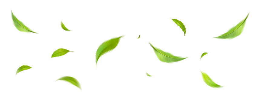 Floating Green Leaves Natural Botanical Design Elements