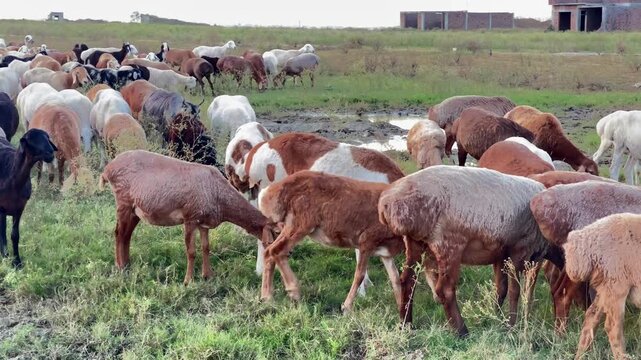 Wide scenic landscape shot of a large, diverse flock of sheep and goats grazing and moving across a lush green rural pasture. Authentic livestock farming, animal husbandry, and pastoral countryside vi