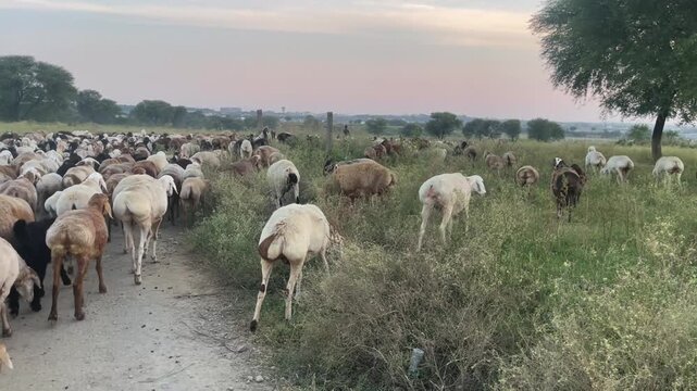 Wide shot of a large herd of sheep and goats grazing and walking in a rural pasture, Flock of livestock moving through a green countryside field during sunset