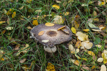 mushrooms in the forest © Елена Климович