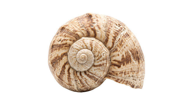 Close-up of a large brown-and-cream spiral seashell isolated against a solid black background