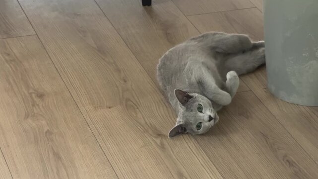 A Russian Blue kitten stretches her body along the wooden floor and turns her head back during heat.
