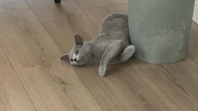 A female Russian Blue kitten presses her head against a furniture base on a wooden floor during heat.