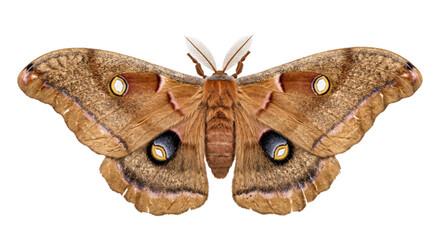 Large brown polyphemus moth shown with patterned wings fully spread against a dark background © Ophelia