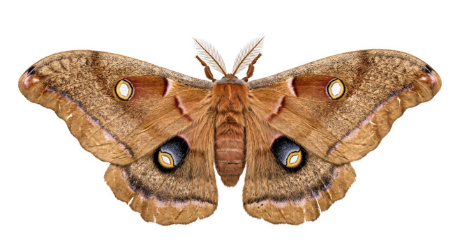 Large brown polyphemus moth shown with patterned wings fully spread against a dark background