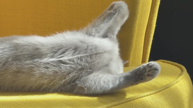 A female Russian Blue kitten presses her face into a yellow sofa cushion while rubbing during heat.