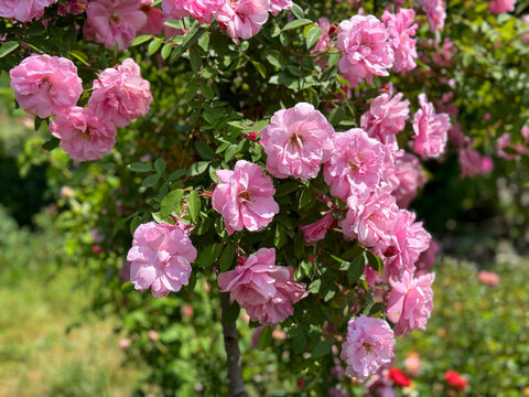 Tree Rose standard rose with pink flowers in garden.
