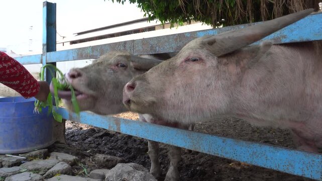 Visitors feeding sacred white albino water buffaloes, known as kerbau bule or kebo bule, with fresh green grass at Alun-Alun Kidul Surakarta, Indonesia, showcasing traditional cultural heritage. 
