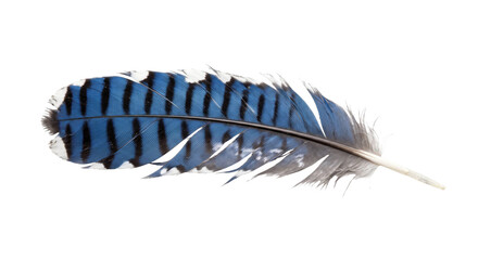 Blue and black barred feather with white edges isolated on a solid dark background © Ophelia