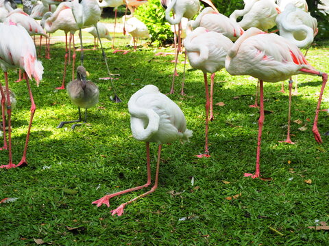 Greater Flamingos are resting, tucking their heads into their feathers. Some stand on one leg, sit with their joints folded or their legs stretched out. Young flamingos, distinguished by gray plumage.