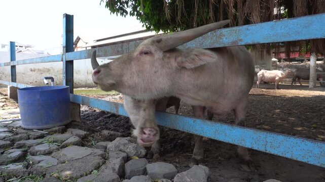 Visitors feeding sacred white albino water buffaloes, known as kerbau bule or kebo bule, with fresh green grass at Alun-Alun Kidul Surakarta, Indonesia, showcasing traditional cultural heritage. 