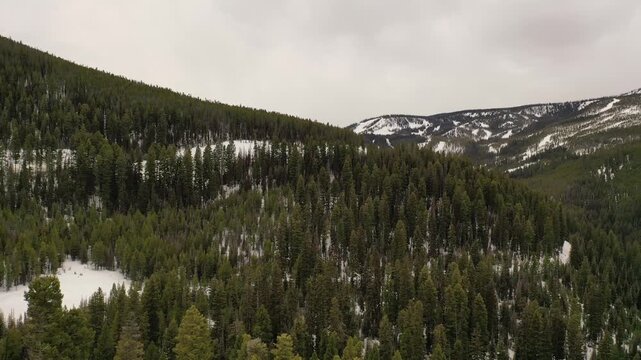 Aerial view of snow-covered pine forest in mountainous landscape