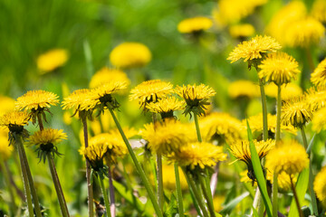 Field of yellow dandelions. Taraxacum officinale, the common dandelion © Dmitrii Potashkin