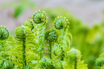 Natural green young ostrich fern or shuttlecock fern © Dmitrii Potashkin
