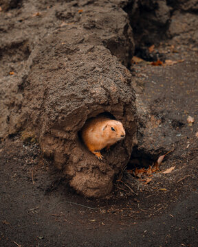 Cute Prairie Dog Peeking Out