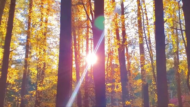Breathtaking Autumn Sunlight Piercing Through Tall Deciduous Trees in a Golden Forest