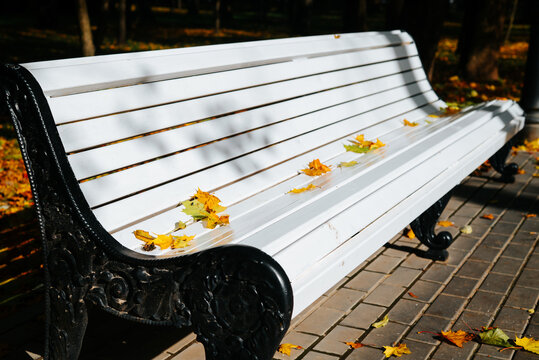 A white slatted bench stands on a paved walkway beneath trees, with yellow and orange leaves scattered across the seat and ground. Sunlight falls across the bench and paving