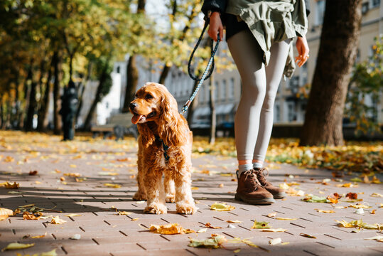 A woman in a jacket, leggings, and boots holds a leash as a cocker spaniel stands on a paved sidewalk. Fallen leaves and trees line the street in daylight
