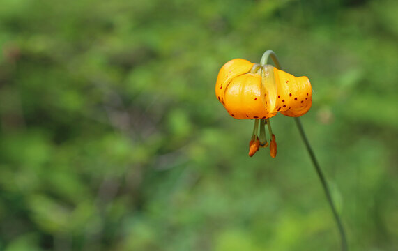 Wild Tiger Lily, Oregon