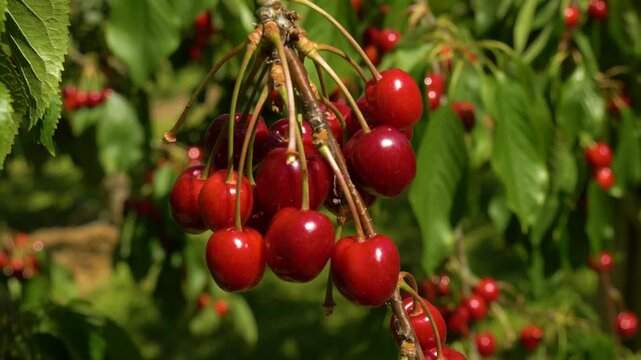 Organic cherry tree with ripe fruit ready for harvest