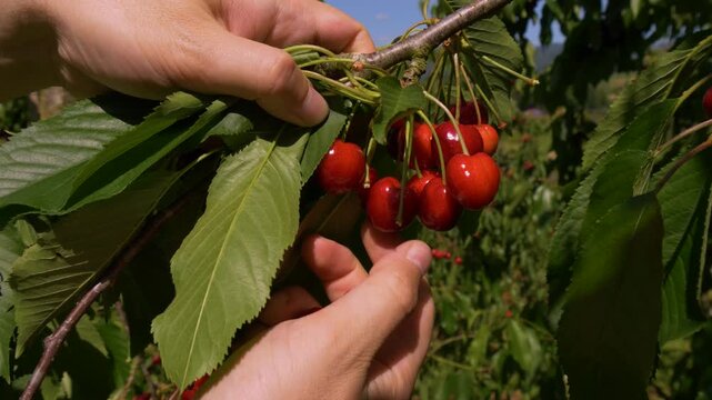 Person picking ripe cherries from fruit tree on sunny day