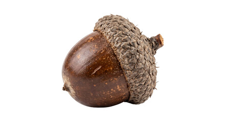 Close-up of a brown acorn with a textured cap isolated against a black background © Ophelia