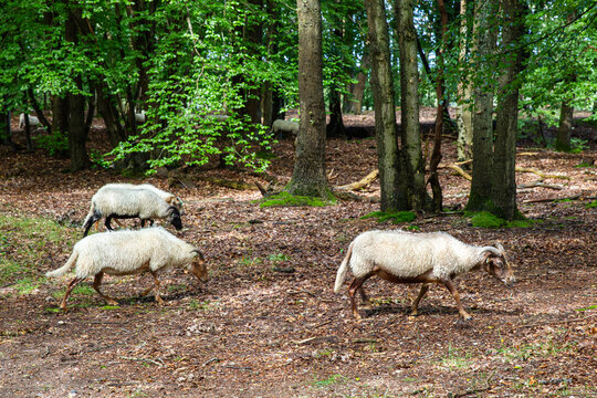 View of Drenthe heath sheep grazing among the trees in the Goois Natuurreservaat Tafelbergheide in Blaricum, Noord-Holland, Netherlands.