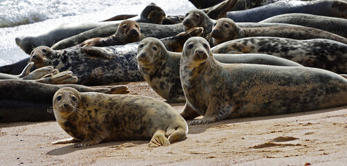 Colony of wild grey seals resting on a sandy beach at Horsey Gap © harlequin9