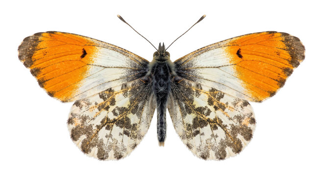 Male orange-tip butterfly with vivid orange forewings and mottled cream hindwings isolated