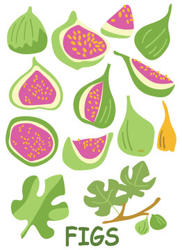 set of fruits, Hand drawn vector  green figs with leaves. 