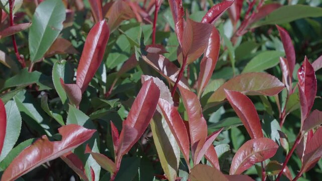 Photinia shrub plant with red leaves. Red nature leaf. Photinia plant in autumn nature with red leaf. Flora and nature. Natural environment. Lush red Photinia foliage. Autumnal fall foliage