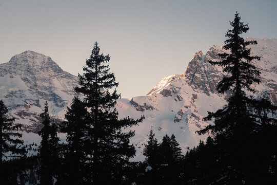 View of snow-covered mountains behind silhouette pine trees in a winter landscape, Switzerland.