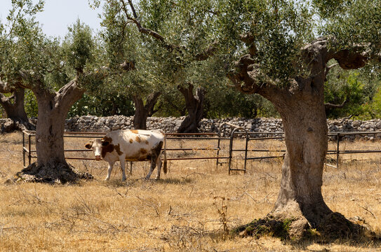 La vache et les oliviers