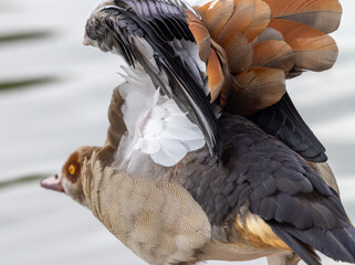 Egyptian goose spreading its wings showing detailed feather patterns and textures © Idan