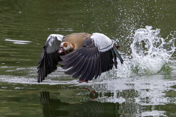 A majestic Egyptian goose launching into flight over water with splashing ripples © Idan